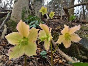 17 Ellebori in fiore (Helleborus niger) sul sentiero 506 C da Alino a Ca Boffelli